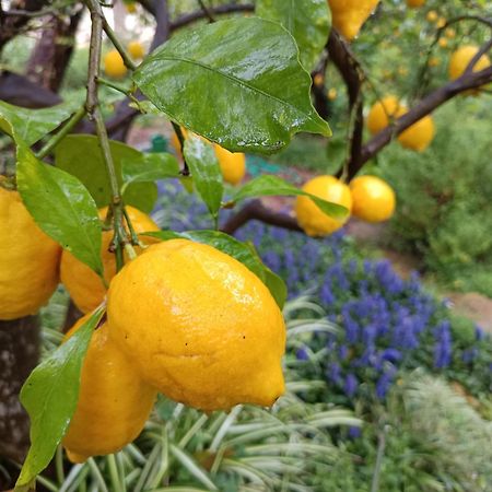 Olive Lemon Biophilic House & Lush Forest Garden Vámosz Kültér fotó
