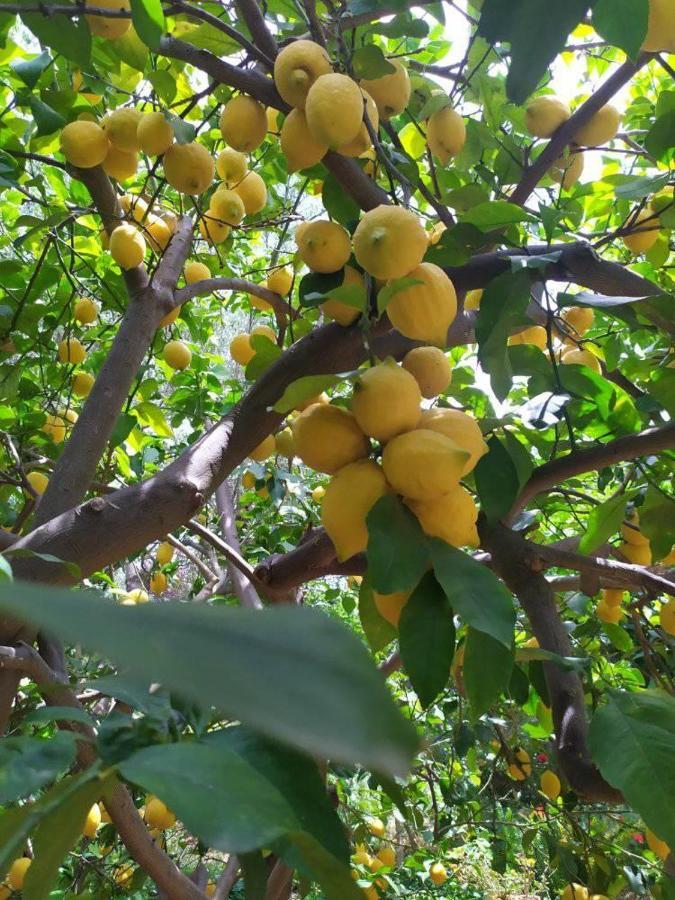Olive Lemon Biophilic House & Lush Forest Garden Vámosz Kültér fotó