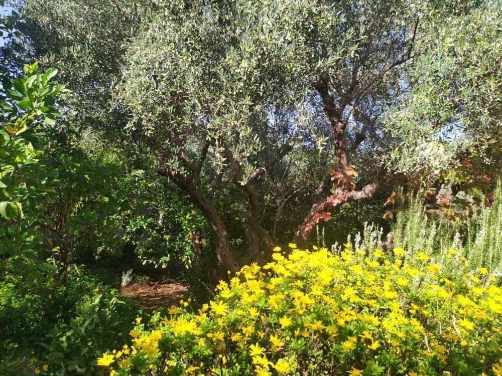 Olive Lemon Biophilic House & Lush Forest Garden Vámosz Kültér fotó