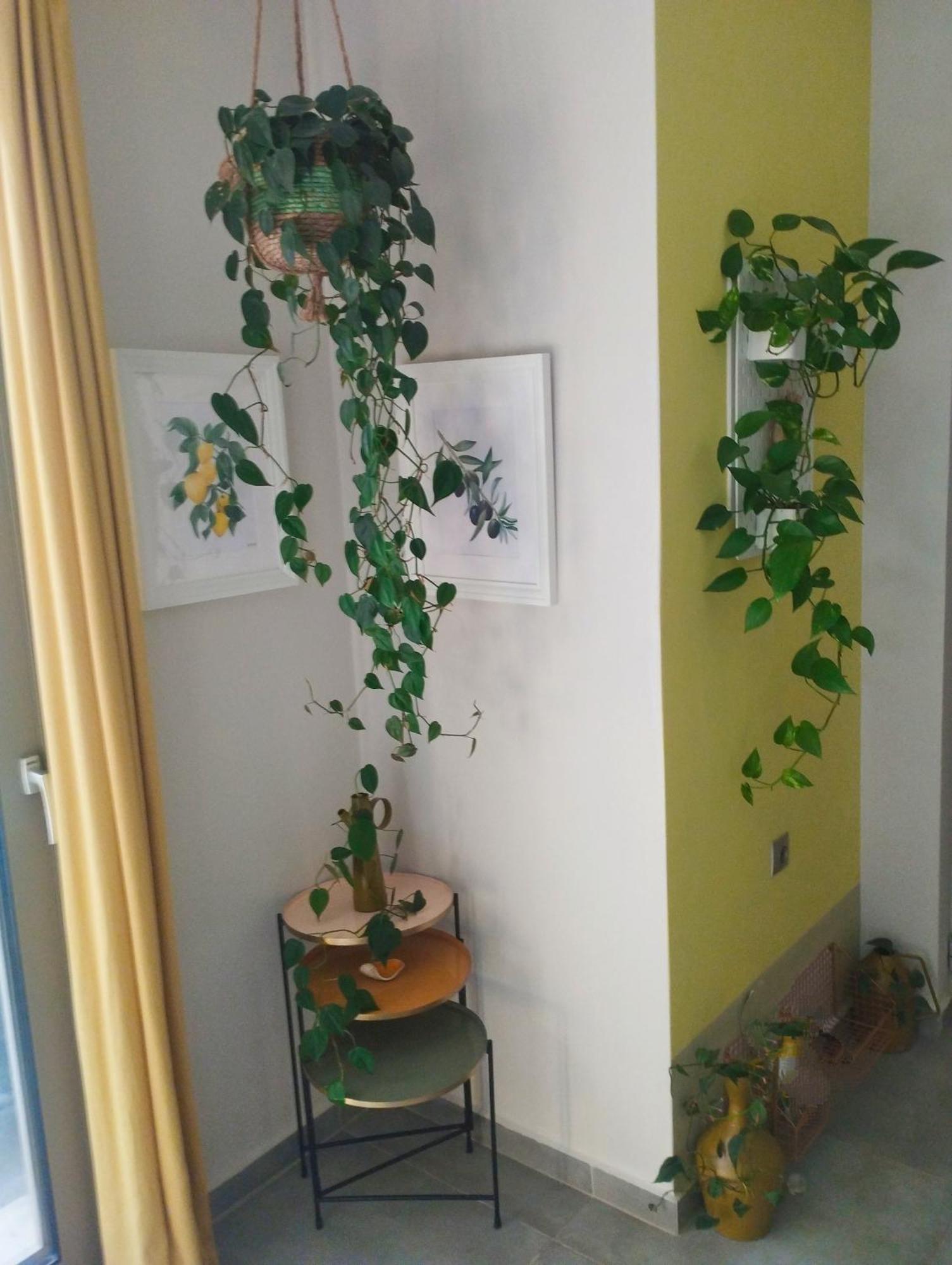Olive Lemon Biophilic House & Lush Forest Garden Vámosz Kültér fotó