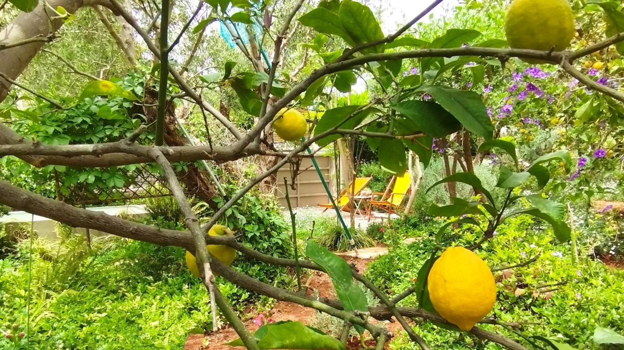 Olive Lemon Biophilic House & Lush Forest Garden Vámosz Szoba fotó