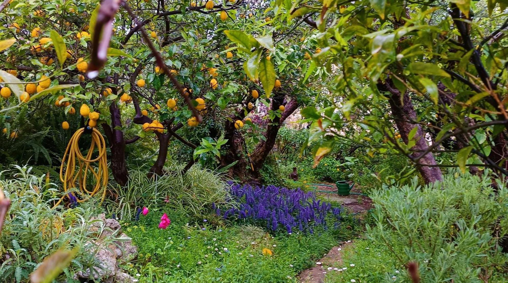Olive Lemon Biophilic House & Lush Forest Garden Vámosz Kültér fotó