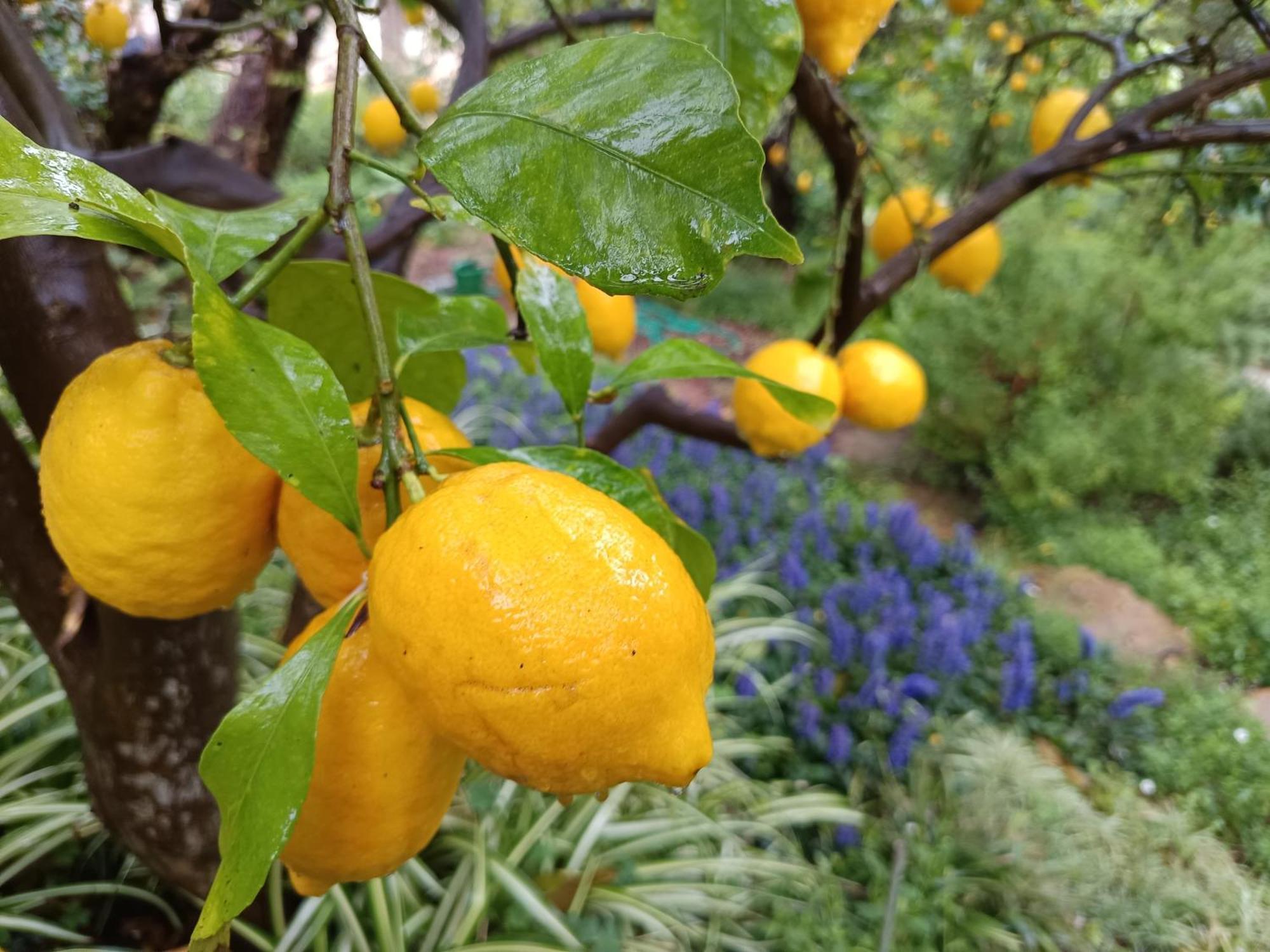 Olive Lemon Biophilic House & Lush Forest Garden Vámosz Kültér fotó
